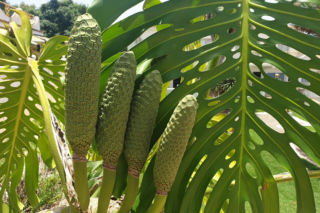 Monstera w Ogrodzie Botanicznym UW wydała owoce. Botanicy: „Nie każdemu posmakowały”