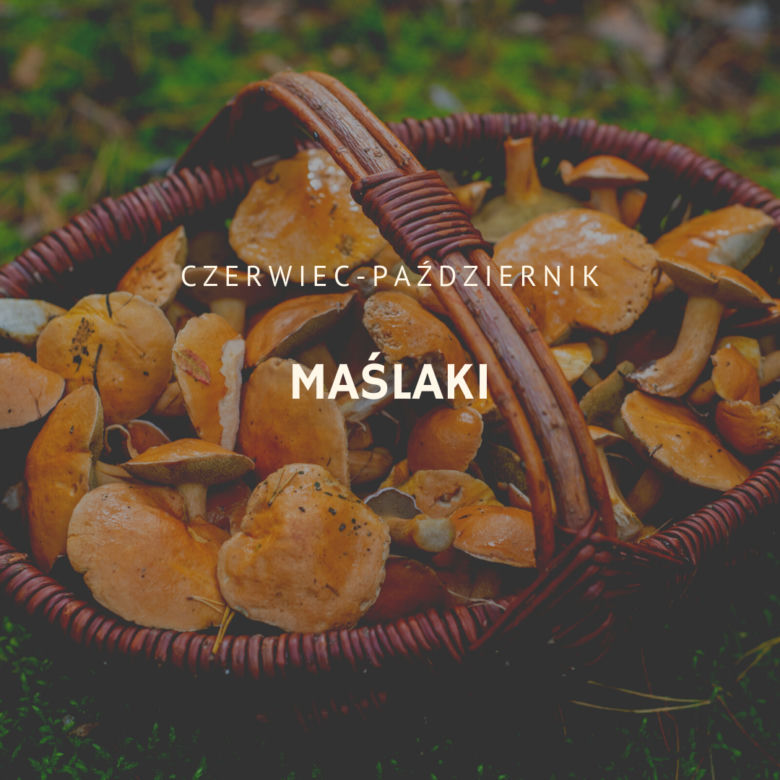 Maślaki