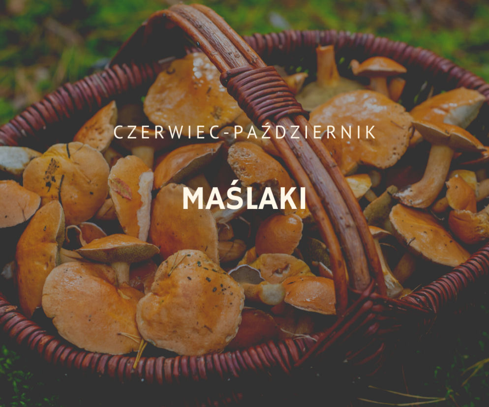 Kalendarz grzybiarza. Kiedy jest sezon na poszczególne grzyby?