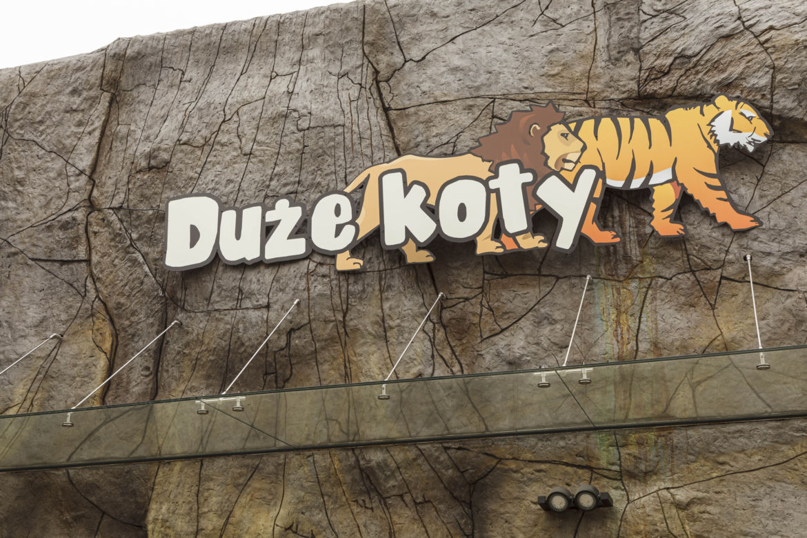 Zoo Opole. Lwy na wybiegu po 24 latach! Wielkie koty wróciły [ZDJĘCIA]
