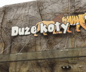 Zoo Opole. Lwy na wybiegu po 24 latach! Wielkie koty wróciły [ZDJĘCIA]