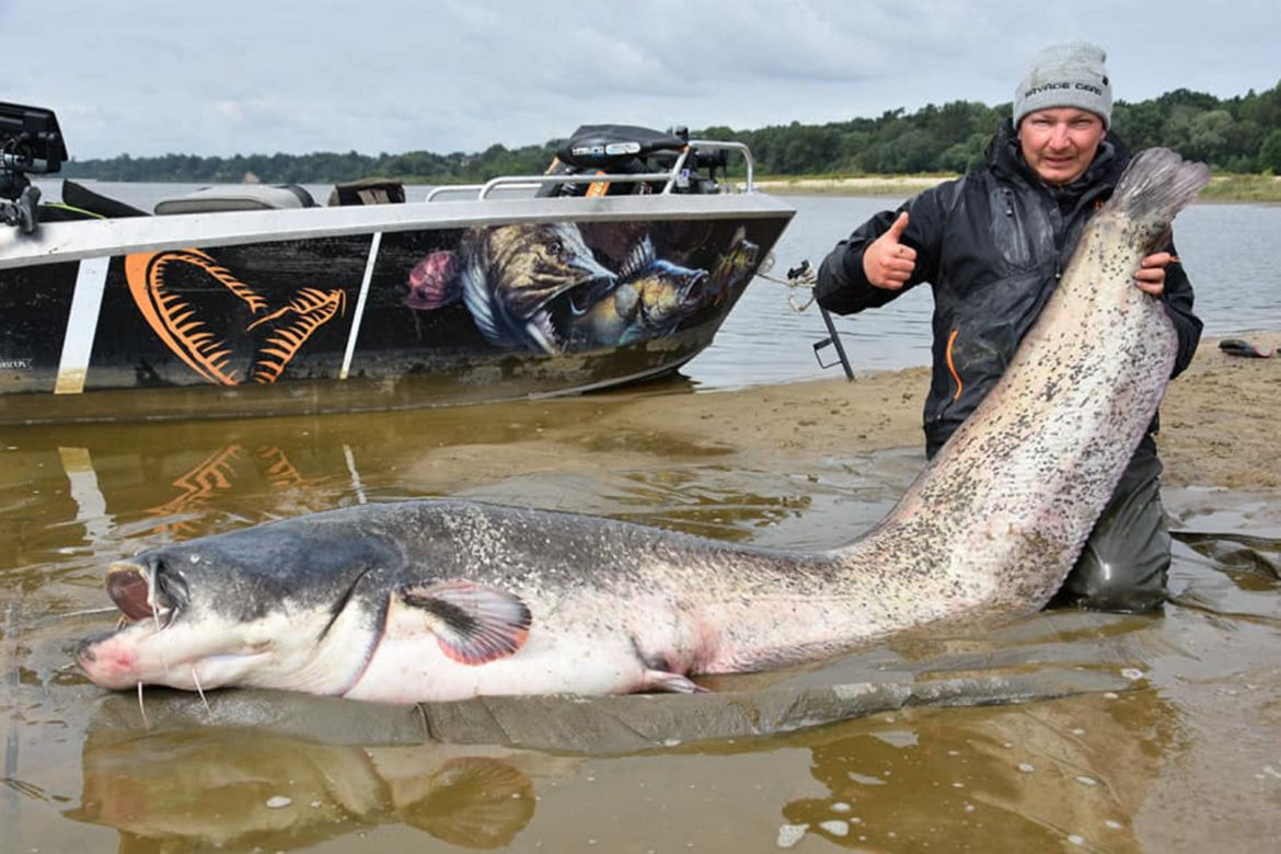 Sum-gigant złowiony pod Warszawą