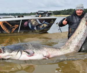 Sum-gigant złowiony pod Warszawą