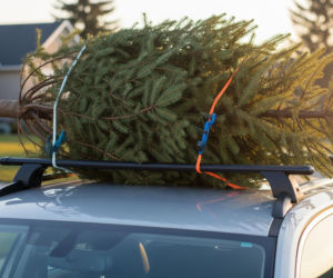 Jak przewozić choinkę samochodem [PORADNIK]