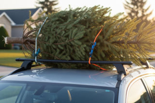 Jak przewozić choinkę samochodem bezpiecznie i zgodnie z przepisami? [PORADNIK]