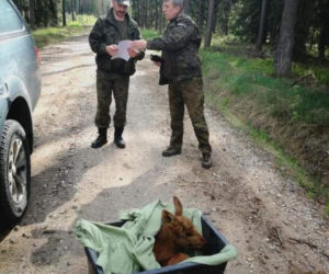 Leśnicy uratowali kilkudniowego łosia. Maleństwo straciło mamę