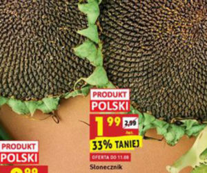 Nowe promocje w Biedronce od 9.08