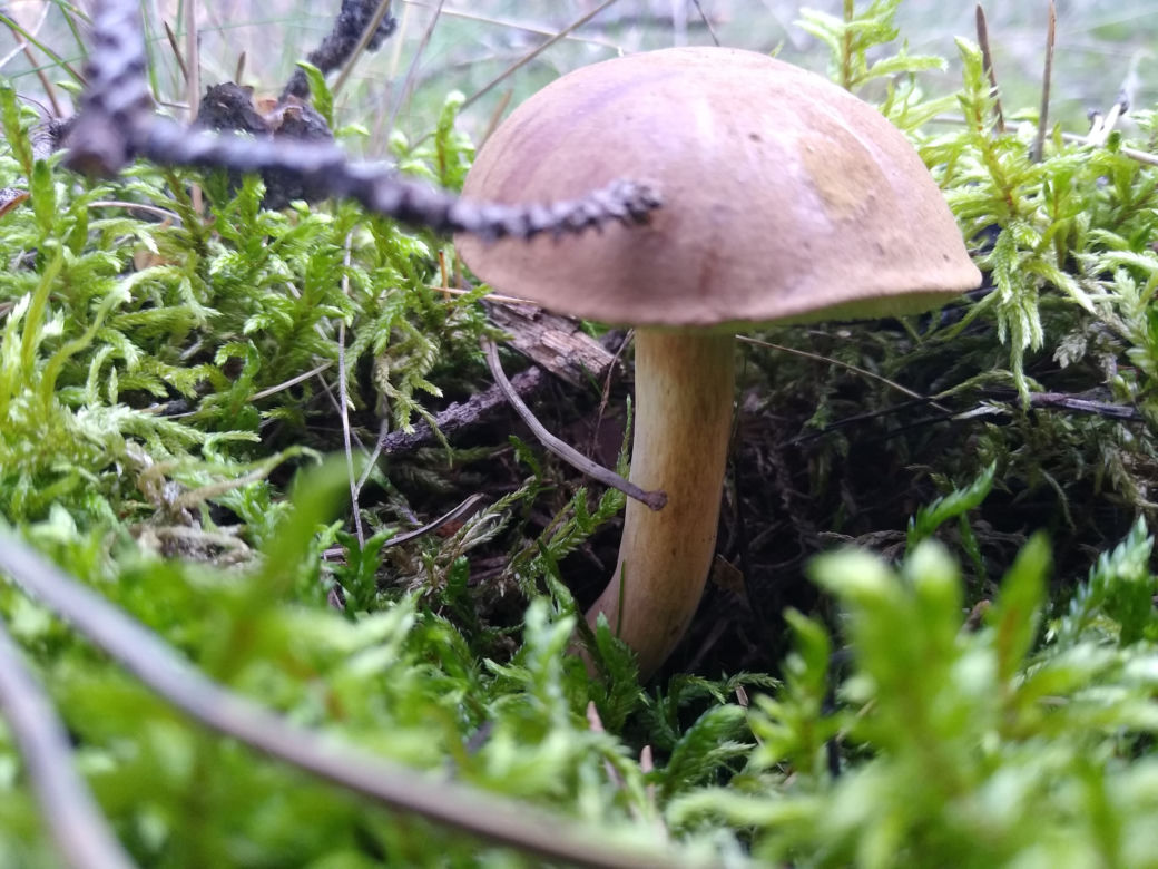 Gdzie na grzyby w powiecie kaliskim? Oto najlepsze miasta do grzybobrania!