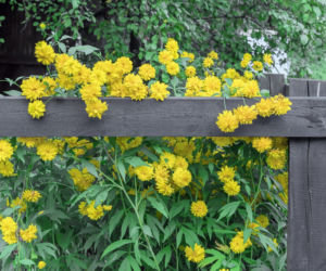 Rudbekia naga