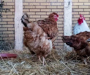 Żywa szopka w parafii św. Ottona w Szczecinie
