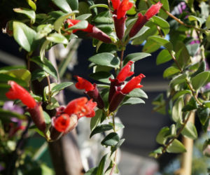 Aeschynanthus nazywany jest rośliną-szminką - dlaczego?