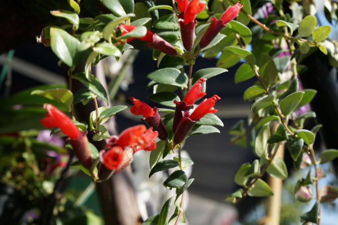 Eszynantus (Aeschynanthus)