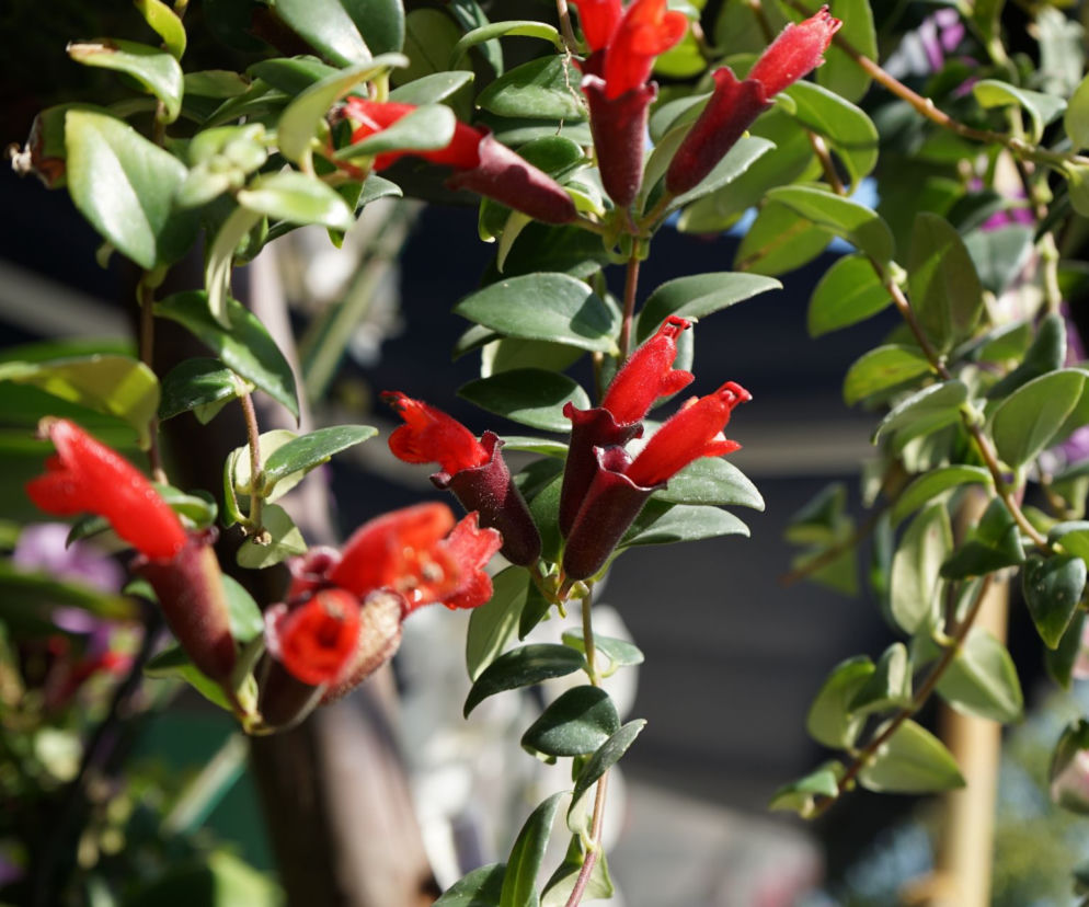 Aeschynanthus nazywany jest rośliną-szminką - dlaczego?