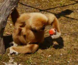 Zamojskie zoo chłodzi zwierzaki lodami! Ich reakcje są obłędne