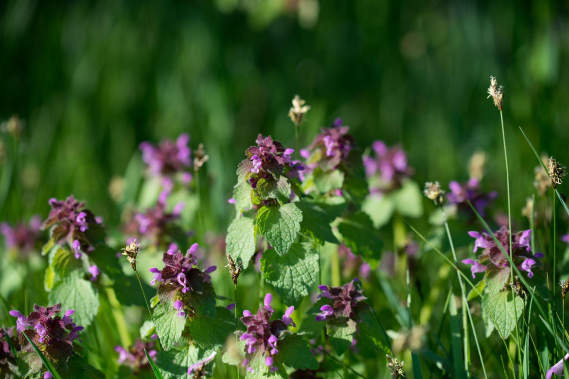 Jasnota purpurowa
