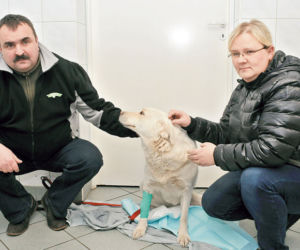 Sołtys postrzelił naszego psa