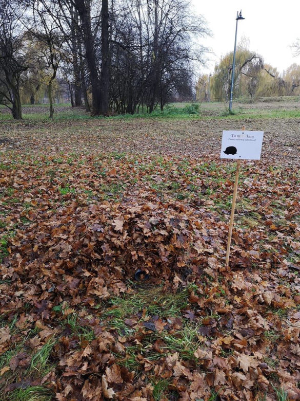 Dokąd nocą tupta jeż? Do Sosnowca!