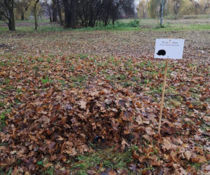 Dokąd nocą tupta jeż? Do Sosnowca!