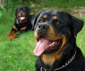 Rottweiler - mądry i zrównoważony bałaganiarz