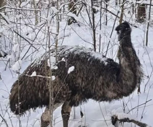 Emu znaleziony w lesie pod Garwolinem