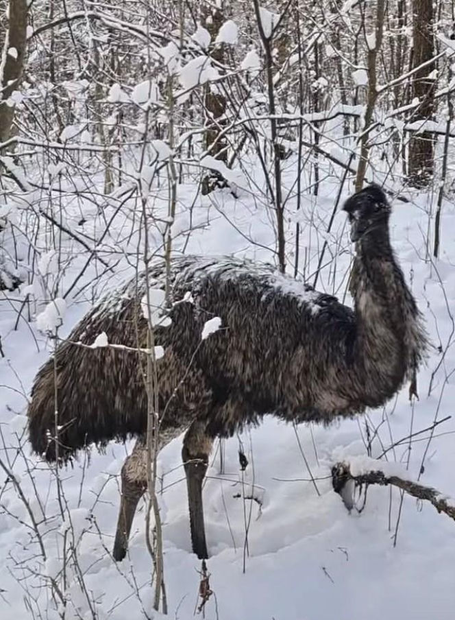 Emu znaleziony w lesie pod Garwolinem