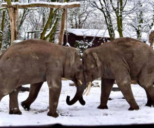 Zimowe harce na śniegu - zwierzaki z płockiego zoo szaleją ZOBACZ ZDJĘCIA!