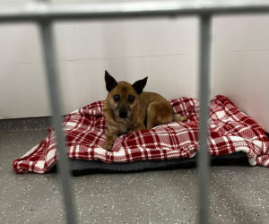 Świąteczny cud Zefira. Niewidomy pies znalazł dom dzięki jednemu zdjęciu