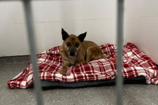 Świąteczny cud Zefira. Niewidomy pies znalazł dom dzięki jednemu zdjęciu