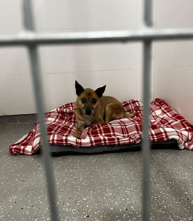 Świąteczny cud Zefira. Niewidomy pies znalazł dom dzięki jednemu zdjęciu