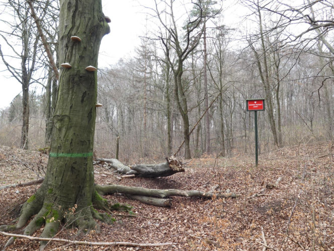 Rezerwat Segiet udostępni nowe szlaki dla mieszkańców