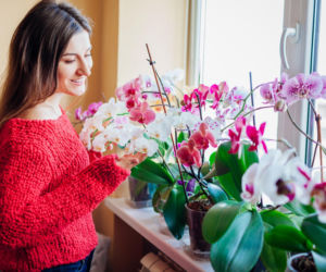 Popularne rośliny doniczkowe w polskich domach