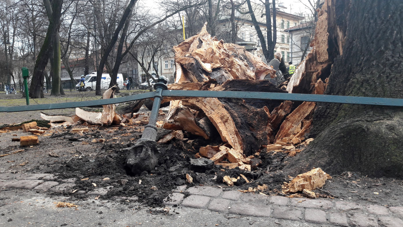 Ogromne drzewo powalone na Plantach [ZDJĘCIA]