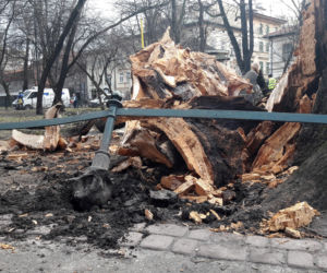 Ogromne drzewo powalone na Plantach [ZDJĘCIA]