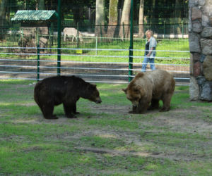 Niedźwiedzica Jola z białostockiego Akcent ZOO nie żyje