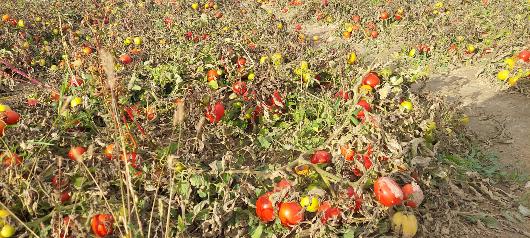 Samozbiory pomidorów na plantacji w Niewirkowie cieszą się powodzeniem