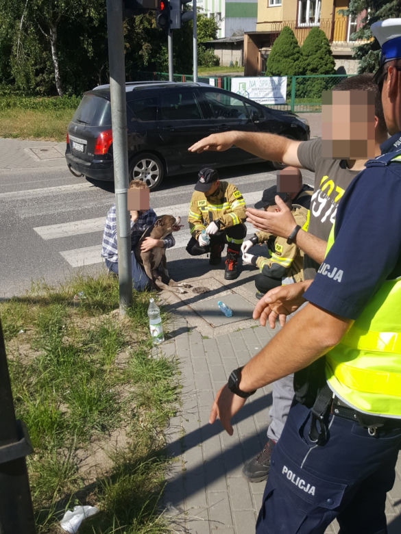 Potrącenie psa w Szczecinku