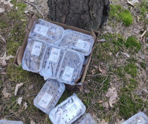Dziesiątki pudełek winogron wyrzucono do lasu na Soplicowie