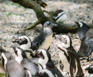 3 To pierwszy wykluty w łódzkim zoo pingwin przylądkowy