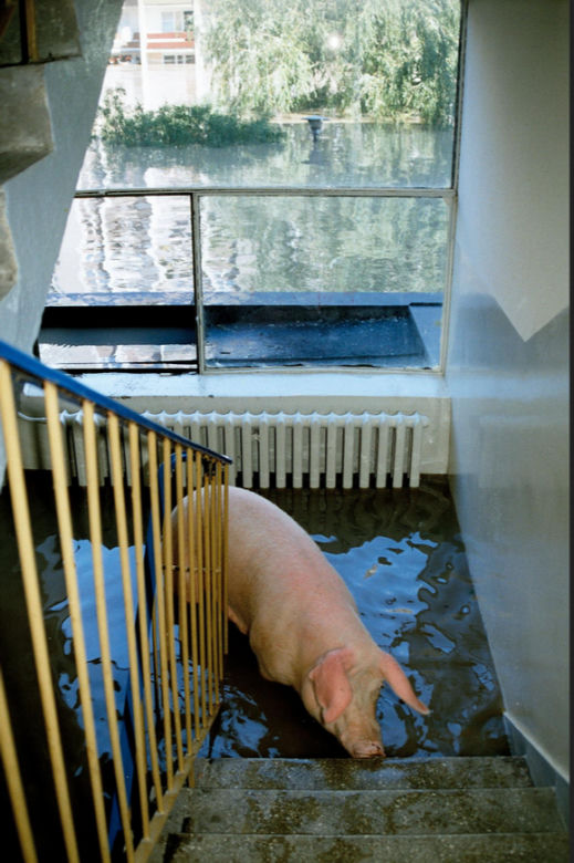 Powódź w Opolu. Powódź Tysiąclecia w 1997 r. [ARCHIWALNE ZDJĘCIA]