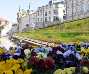 Przemyski Rynek ukwiecony na wiosnę