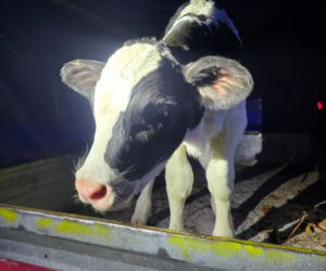 Szokujący incydent na drodze. Z dostawczaka wypadło cielę! Kierowca nawet nie zauważył