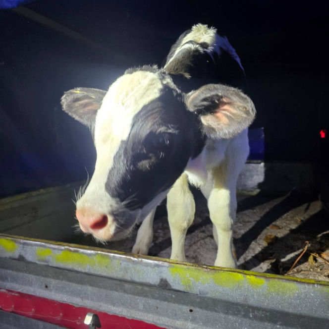 Szokujący incydent na drodze. Z dostawczaka wypadło cielę! Kierowca nawet nie zauważył