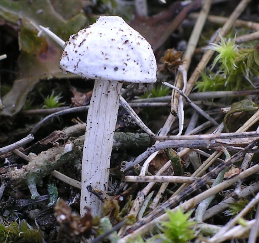 Berłóweczka czeska