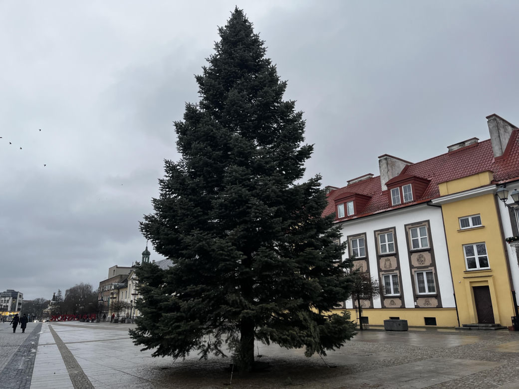 Wielki choinka stanęła na Rynku Kościuszki