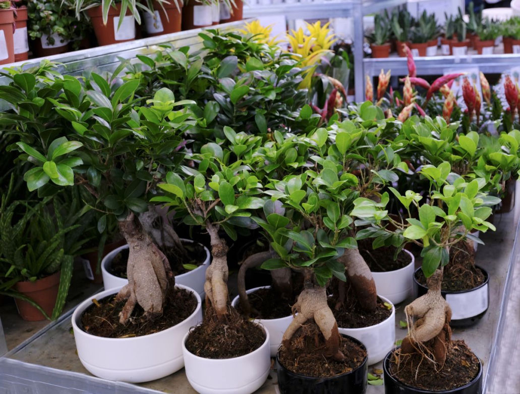 Bonsai Ficus Ginseng