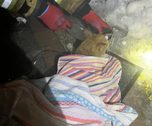 Pożar domu w Mińsku Mazowieckim, strażacy uratowali kota