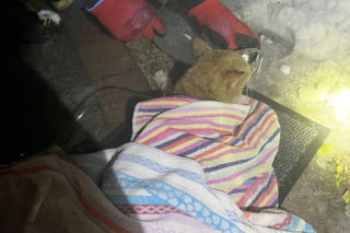 Pożar domu w Mińsku Mazowieckim, strażacy uratowali kota