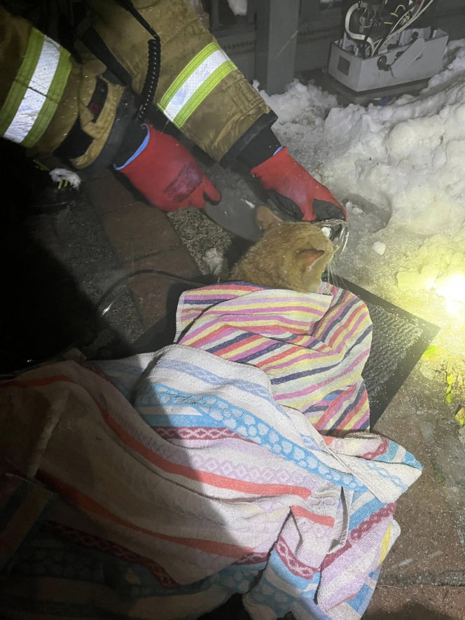 Pożar domu w Mińsku Mazowieckim, strażacy uratowali kota