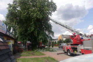 Nagi mężczyzna wdrapał się na ogromne drzewo. Siedział 10 metrów nad ziemią. Służby w akcji