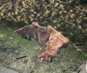 Potężny łoś spowodował karambol pod Warszawą. Zwierzę padło